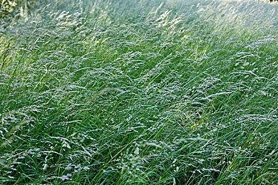 像素人狼游戏《暗锅人狼》上架Steam 年内登陆Switch＆PC